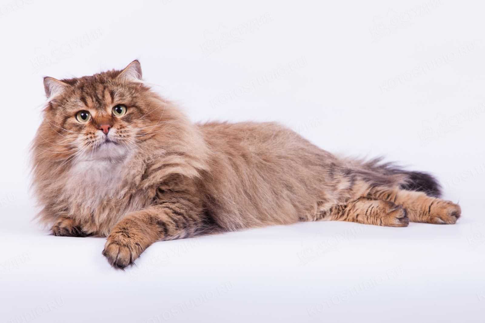 Сибирская кошка, описание породы, фото, характер, окрас, отзывы, уход, история, здоровье