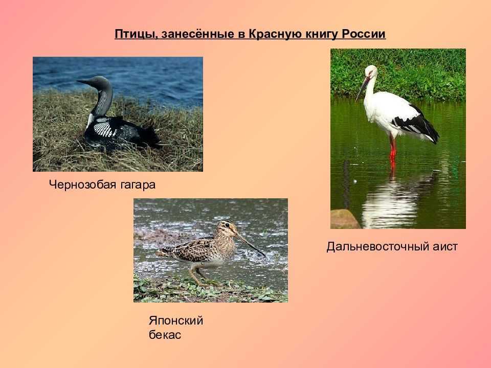 Птицы красной книги россии | животный мир