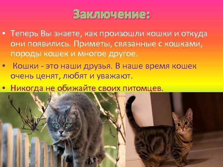 Откуда появились кошки на земле