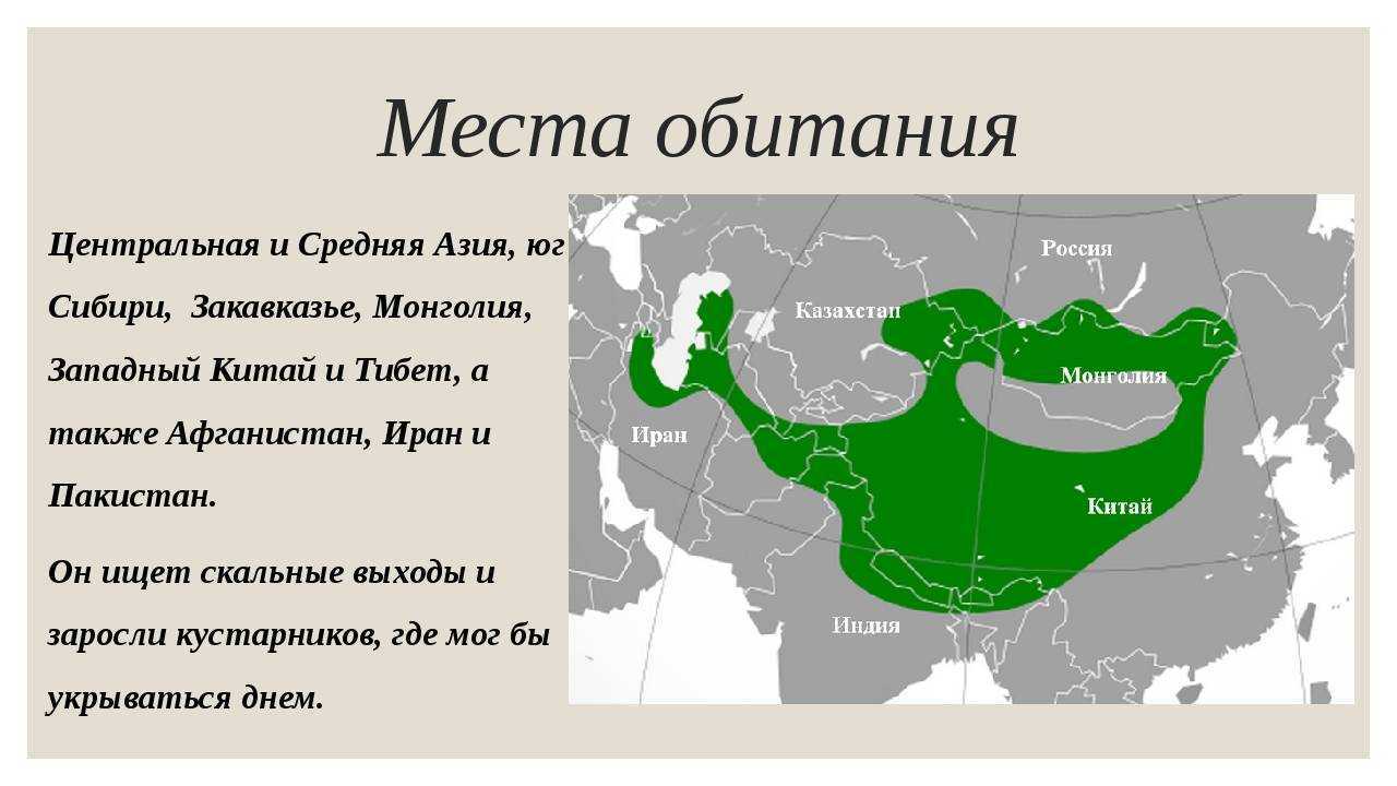 Суматранский барбус (puntius tetrazona)