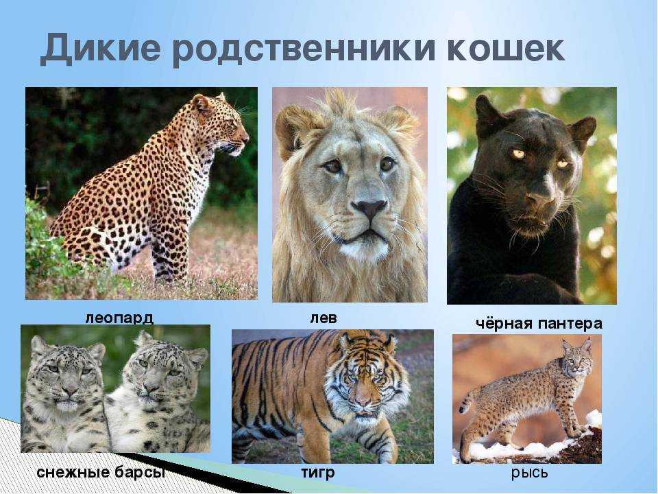 Породы кошек с фотографиями и названиями