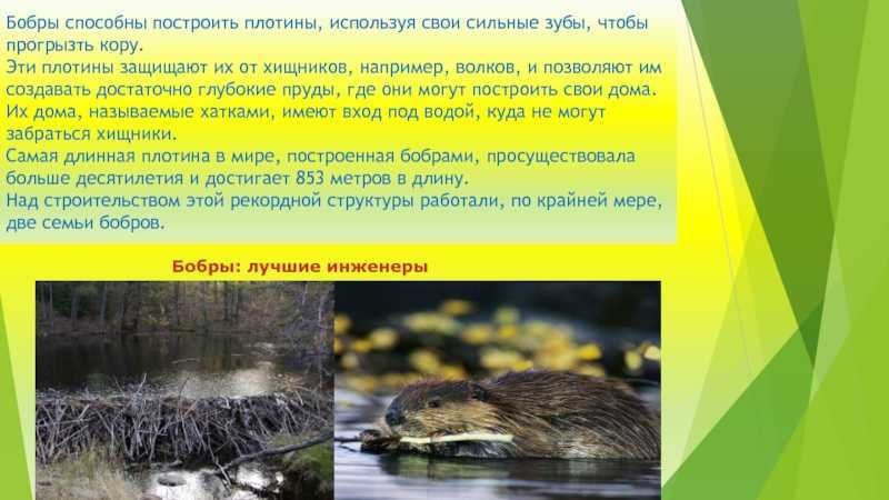 Природные строители: секреты жизни бобров - жизнь - info.sibnet.ru