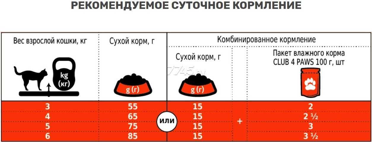 Чем кормить кота кроме сухого корма?