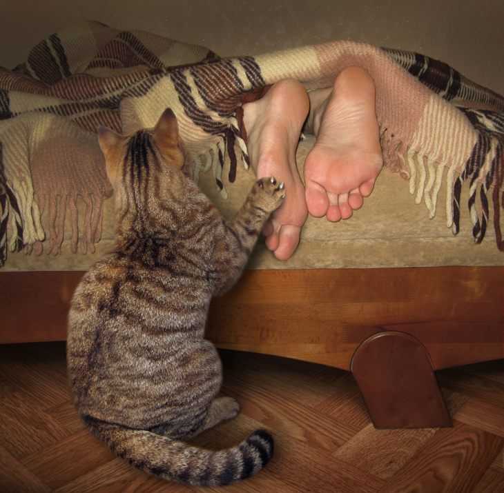 Коты мешают ночью спать: что делать, основные причины