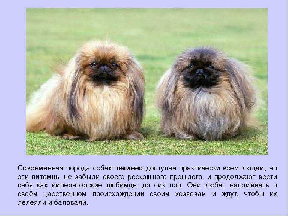 Пекинес - 83 фото священной собаки китайских императоров