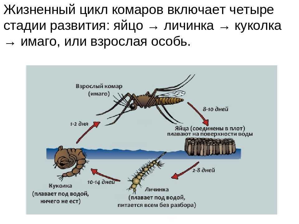 Перепончатые насекомые — отряд и класс насекомых, виды и значения | презентация
