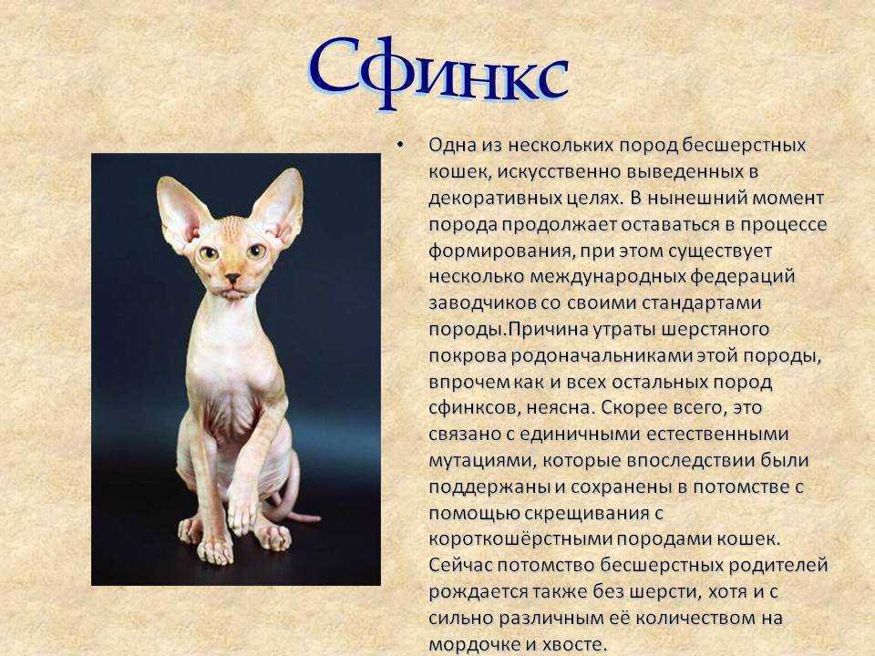 Порода кошки донской сфинкс - фото, описание, история, содержание и уход