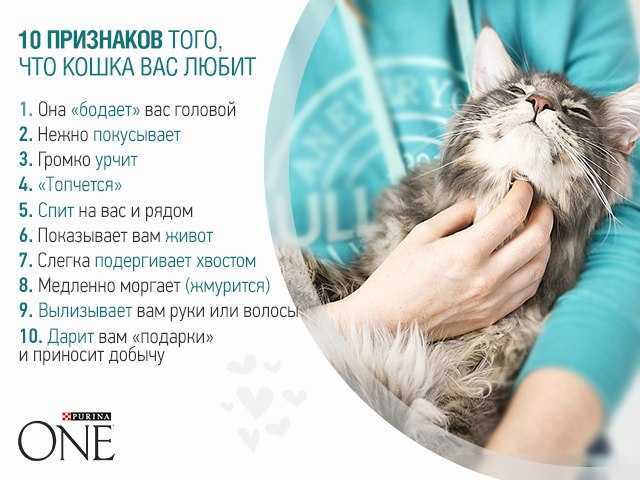 Любят ли кошки своих хозяев? как понять, что кот любит?
