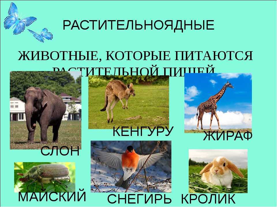 Плотоядные, травоядные, всеядные: объяснения, особенности и примеры