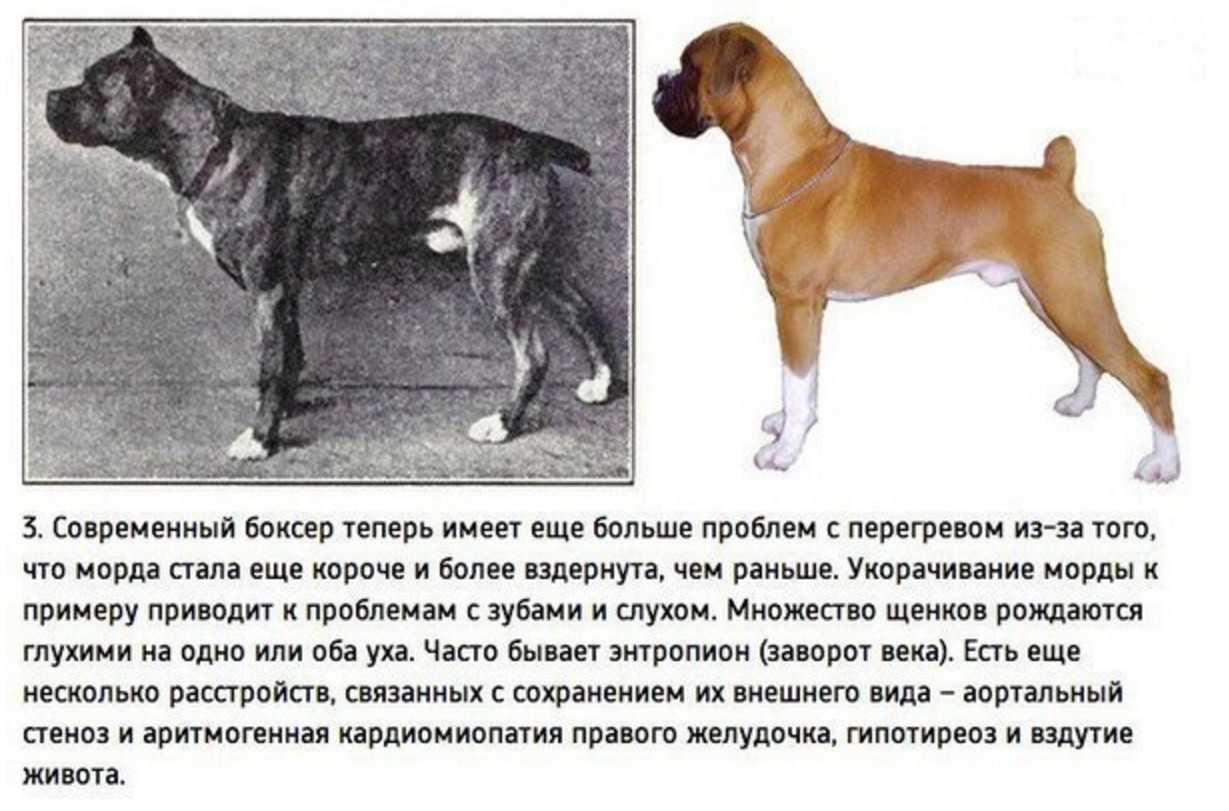 Почему в мире так много пород собак?