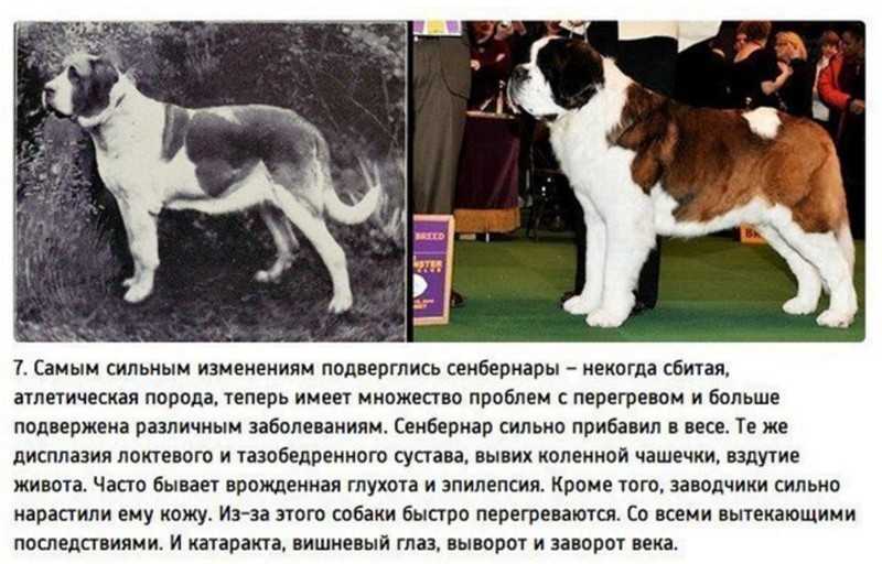 Сколько пород собак существует в мире — можно ли определить точное количество