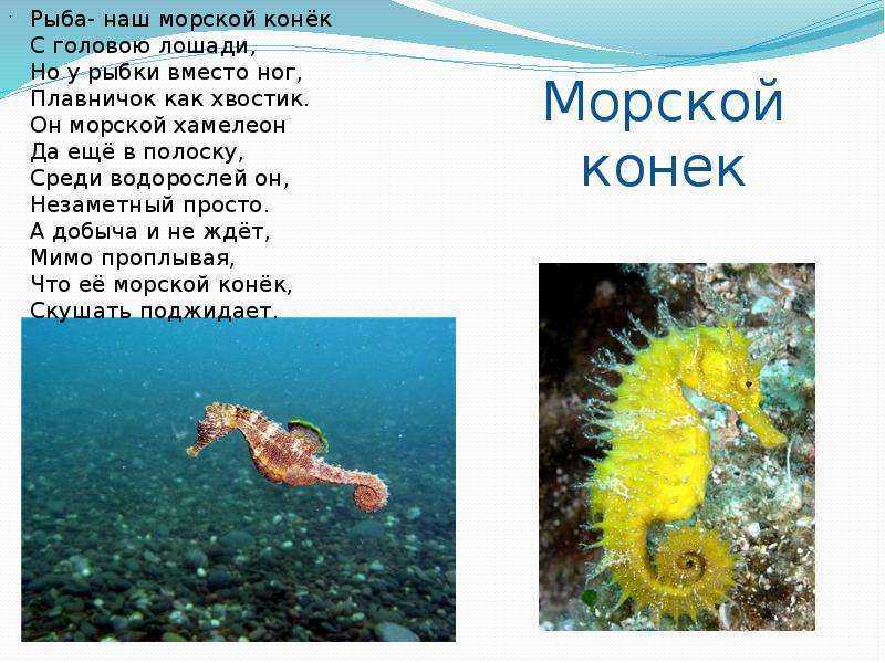Ласка