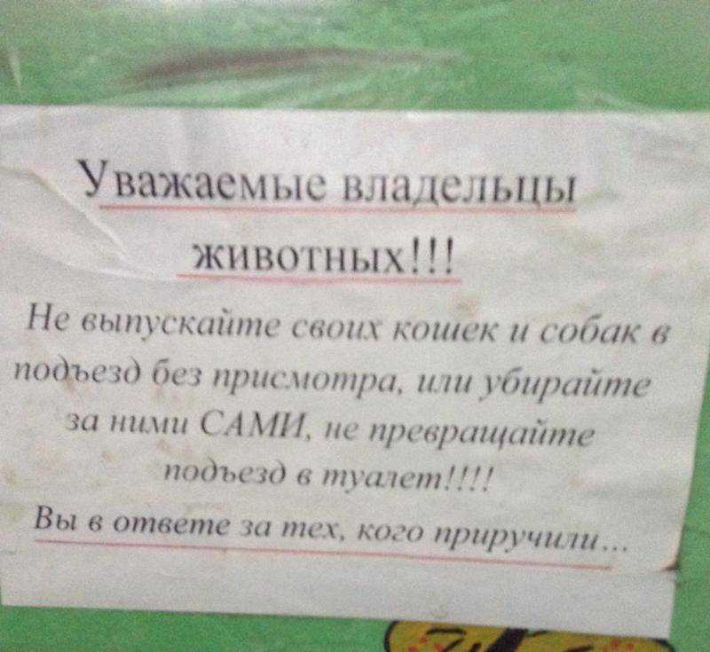 Как отучить кошку гадить: простая инструкция и мой опыт