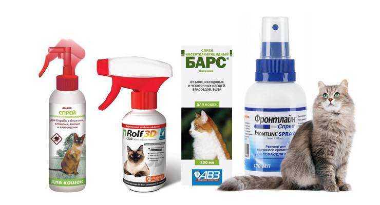 Народные средства от блох у кошек: как избавить животное от паразитов в домашних условиях?