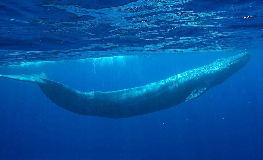 Самый большой кит на земле