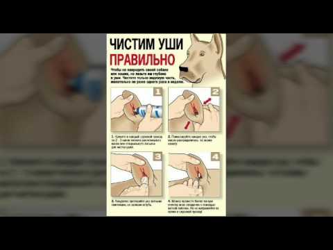 Как чистить уши собаке