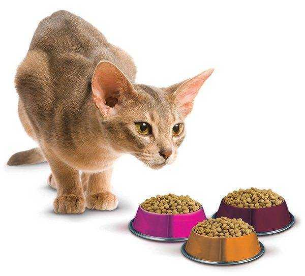 Линька у кошек, что делать, если кошка сильно линяет - pet-mir.ru