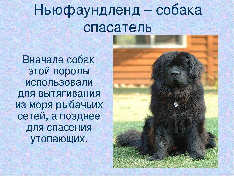 Порода собак ньюфаундленд: описание, характер, фото и отзывы :: syl.ru