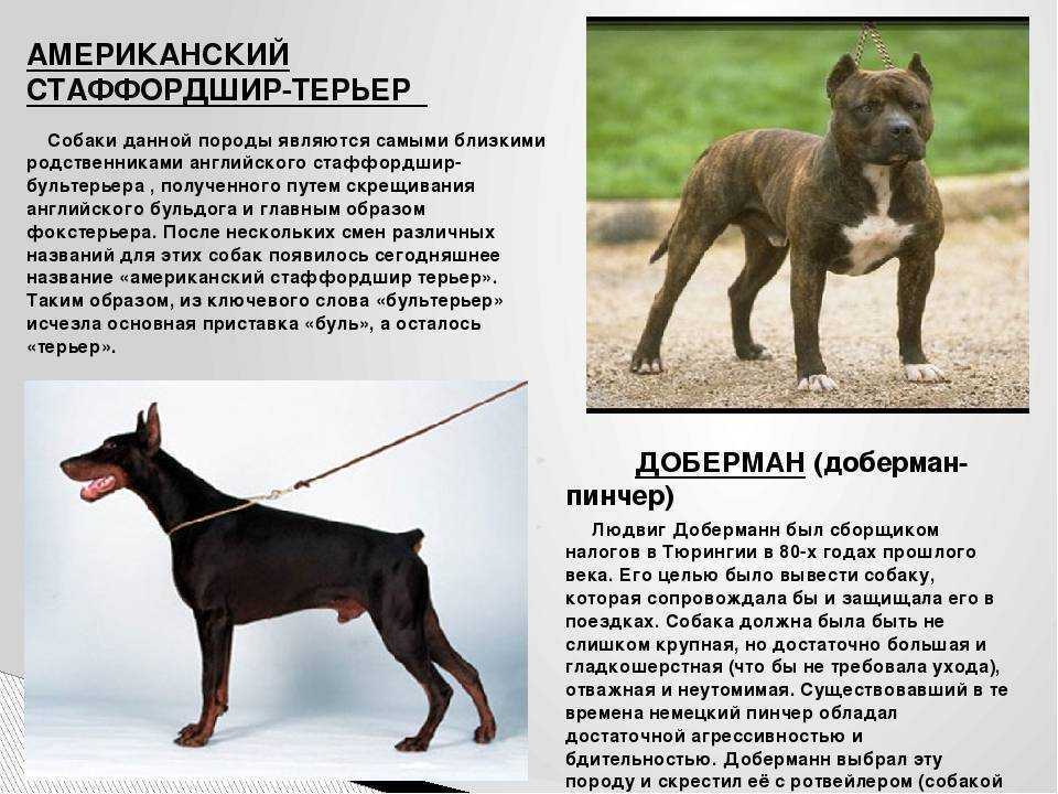 Американский питбультерьер: описание породы собак