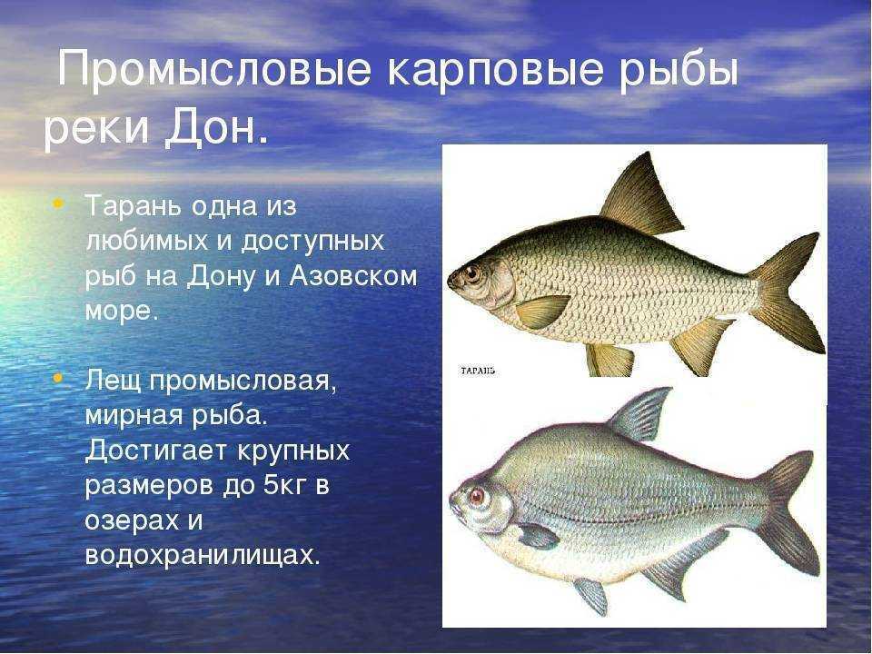 Японское море
