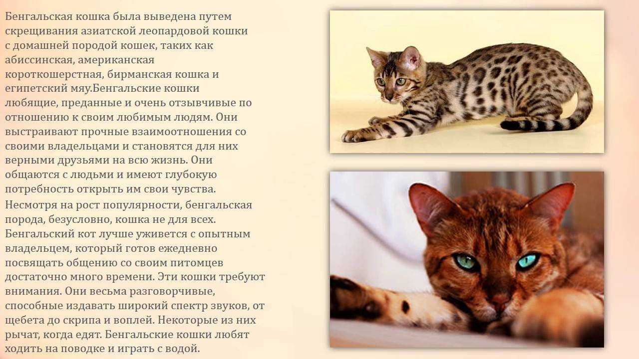 10 самых опасных пород кошек и котов в мире