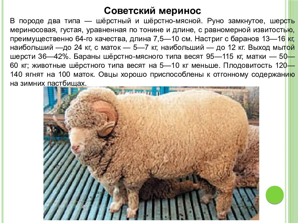 Отрасли животноводства. развитие животноводства. виды животноводства :: syl.ru