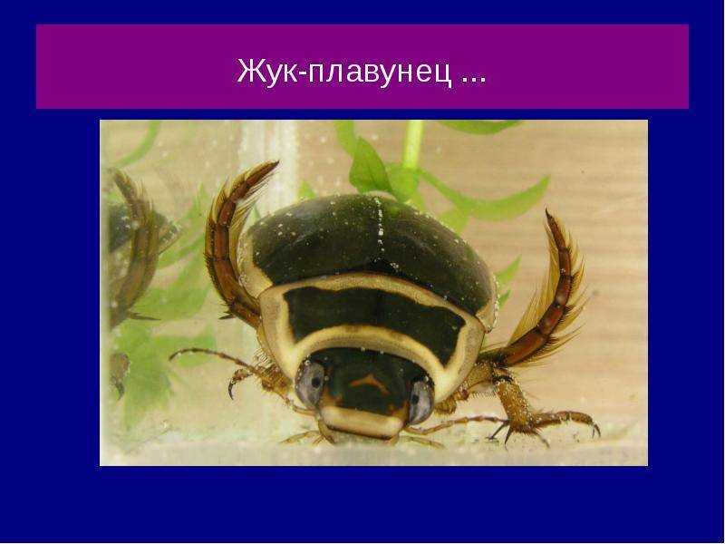 Плавунец жук насекомое. описание, особенности, виды, образ жизни и среда обитания плавунца