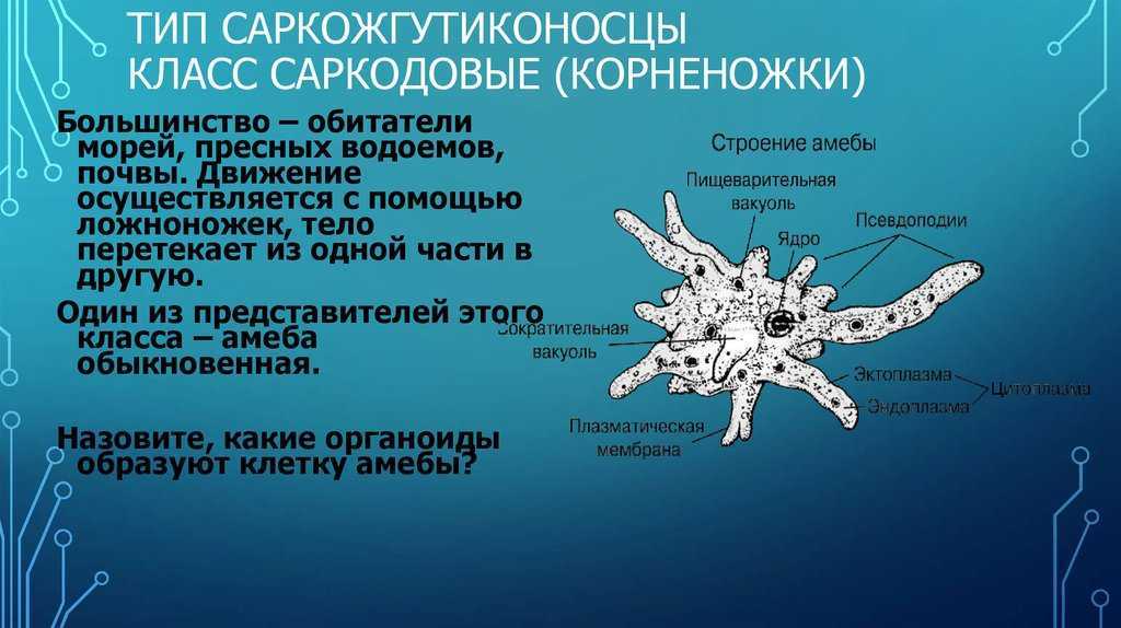Одноклеточные животные (простейшие) - bio-lessons