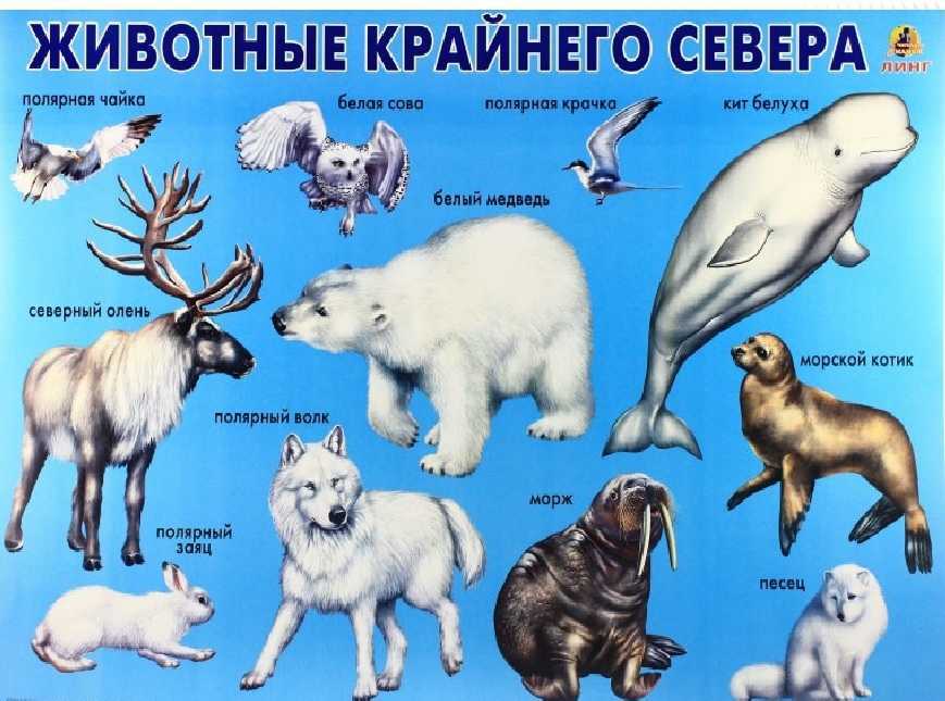 Список северных рыб: характеристика с фото