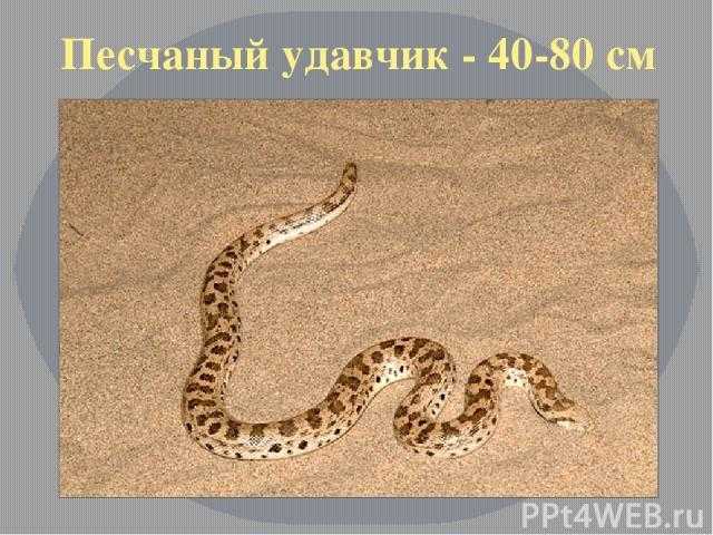 Змея питон: как выглядит, ядовитый он или нет