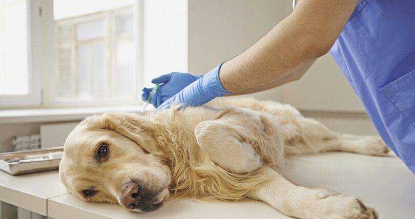 Пиометра у собак: симптомы и лечение | ваши питомцы