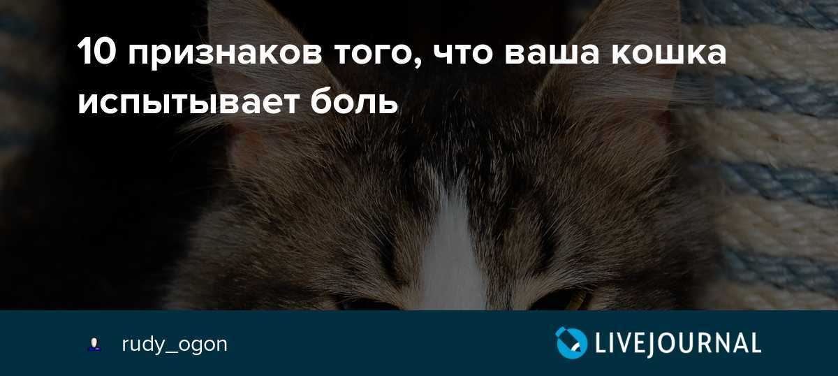 Пожилая кошка: особенности ухода и питания