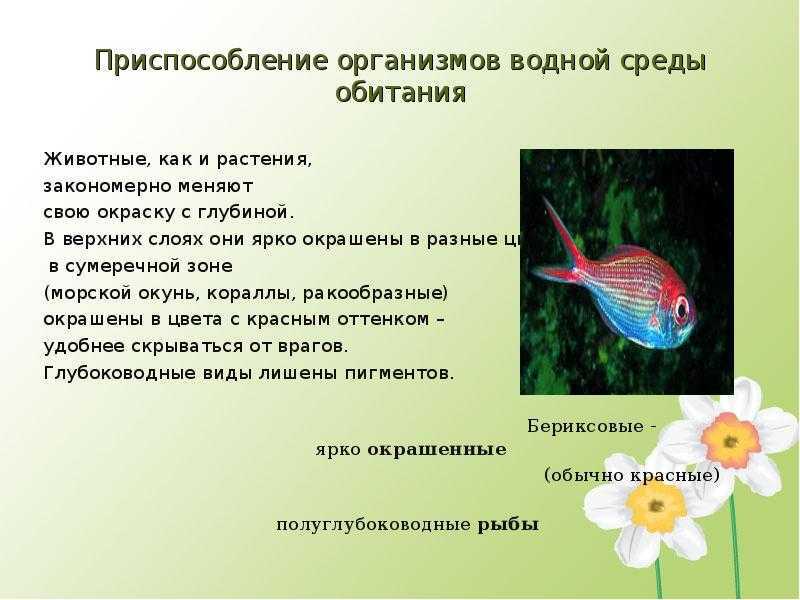 Земноводные, или амфибии