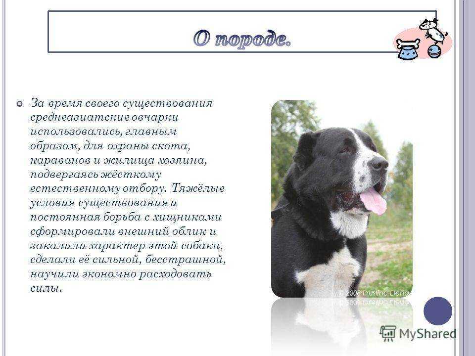 Особенности характера алабая С чего начать воспитание, с какого возраста можно дрессировать щенков Есть ли отличие в дрессировке между самцом и самкой Основные базовые команды при дрессуре Специальные охранные дрессировки