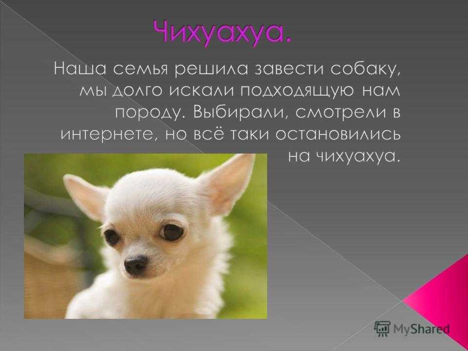 Особенности содержания щенков чихуахуа: кормление и развитие в раннем возрасте