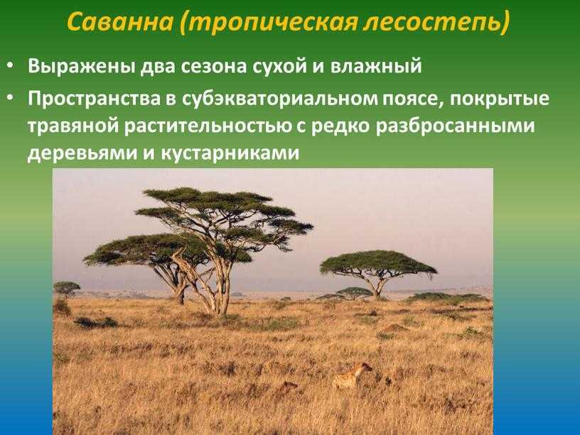 Растения экваториального леса