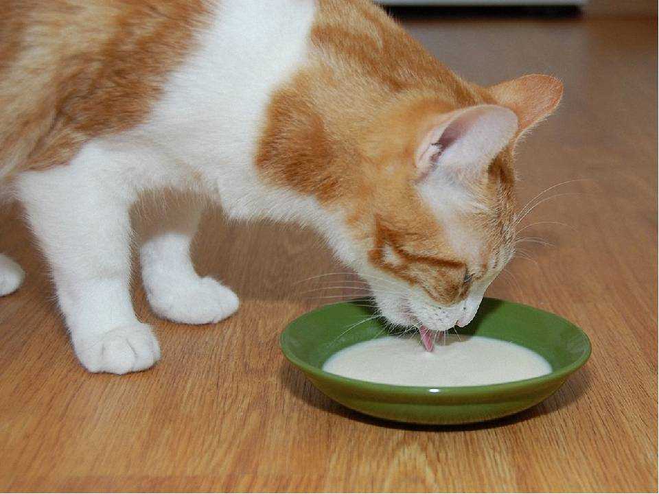 Почему кошка закапывает пищу? | прохвост