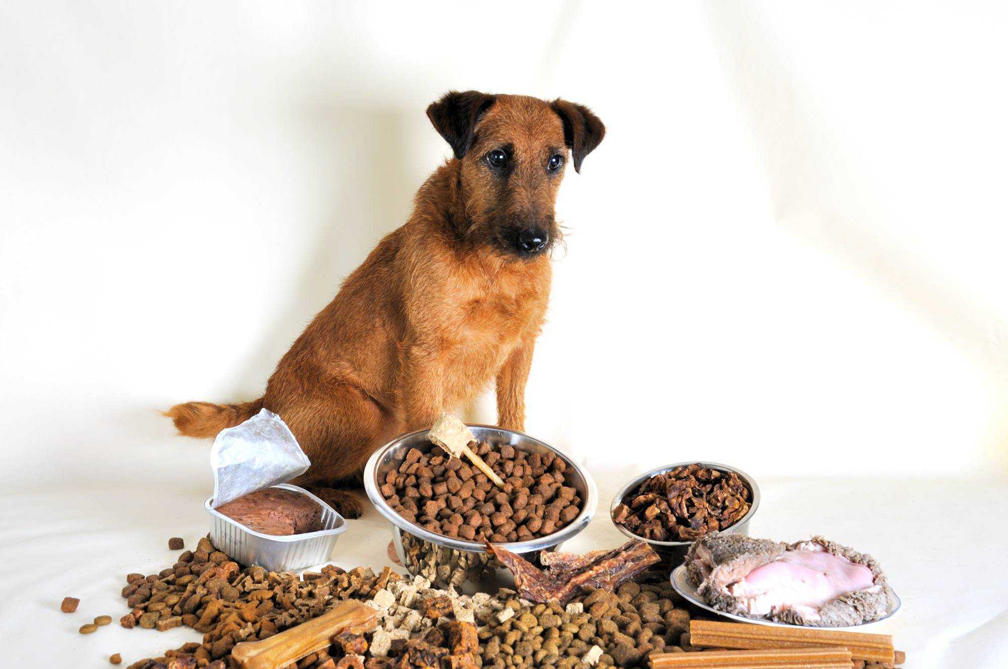 18 причин, почему у собаки пропал аппетит – диагностика, что делать