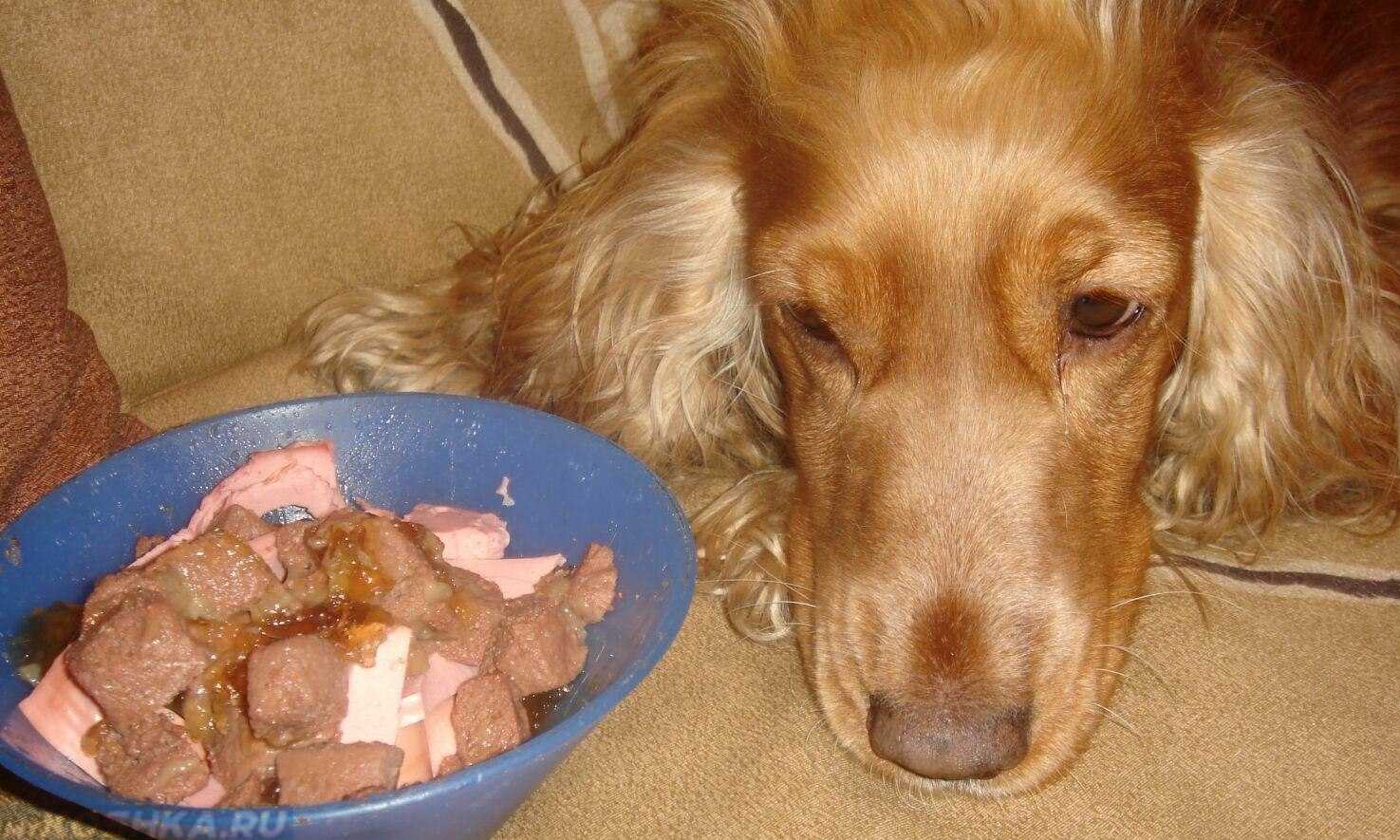 Как повысить аппетит у собаки