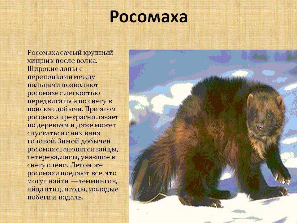 Росомаха: описание, виды, среда обитания, чем питается, образ жизни и повадки | планета животных