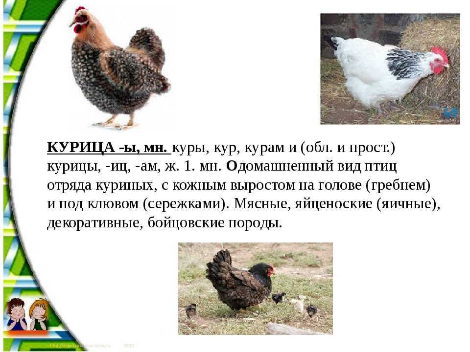 Курица - все о курах, это птица или животное, как выглядит и сколько живут в домашних условиях