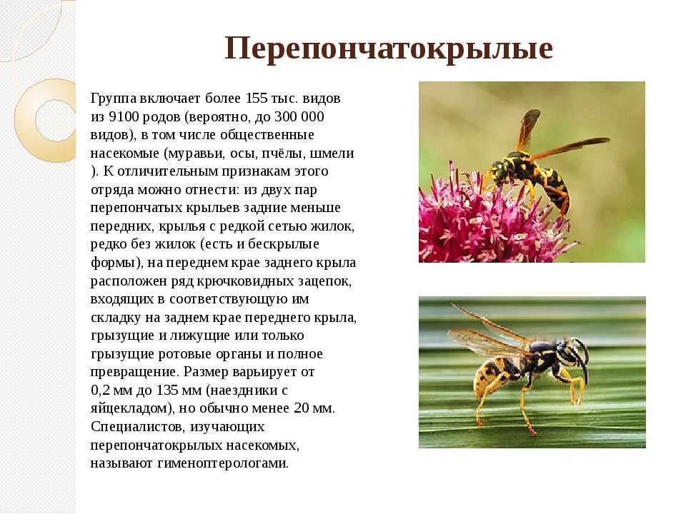 Виды муравьев: краткая характеристика насекомых, обитающих в россии