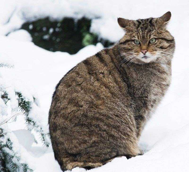 Норвежская лесная кошка