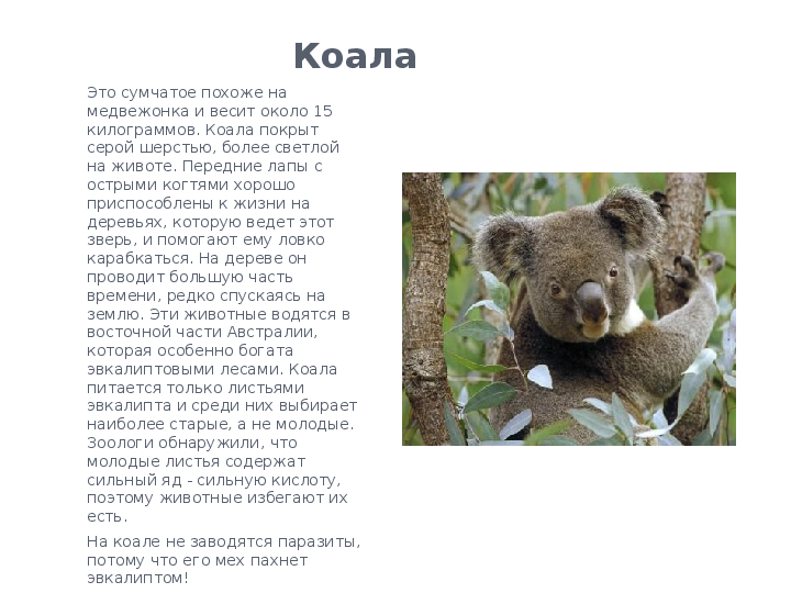 Коала – фото, описание, ареал, питание, разможение, популяция