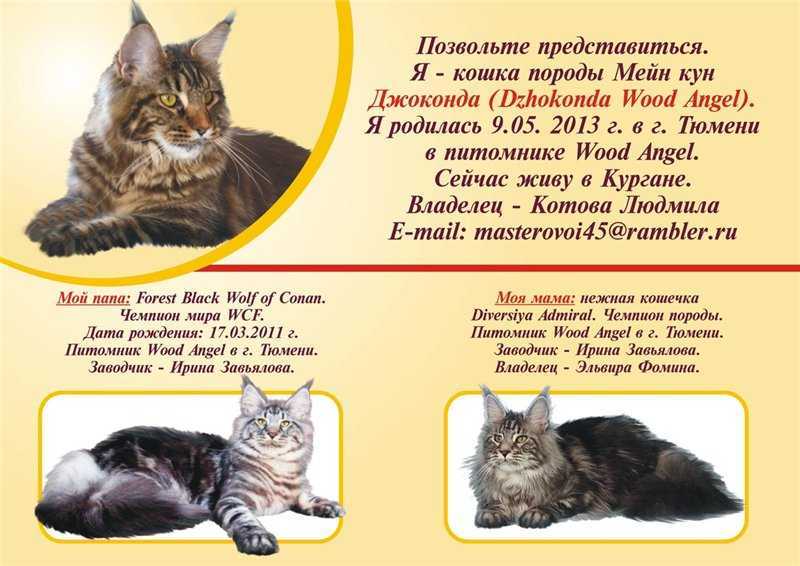 Мейн-кун: фото, характеристики породы, характер, уход и здоровье