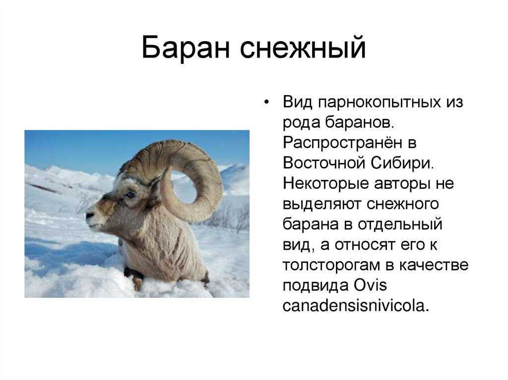 Географическое положение, климат, население и природа чукотского полуострова :: syl.ru