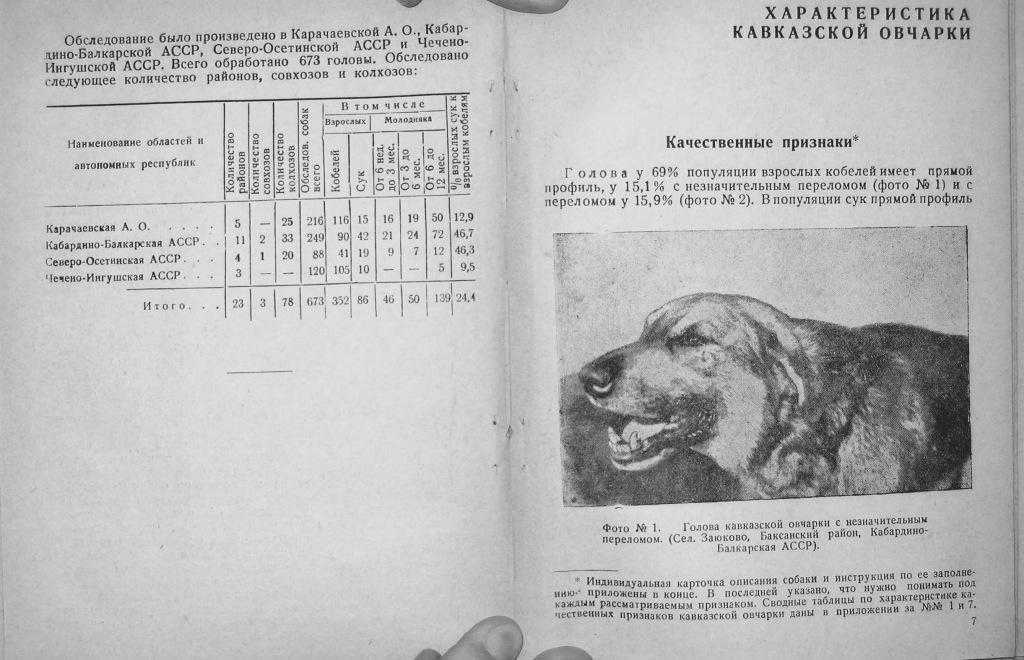 Чем и как кормить щенка немецкой овчарки?
