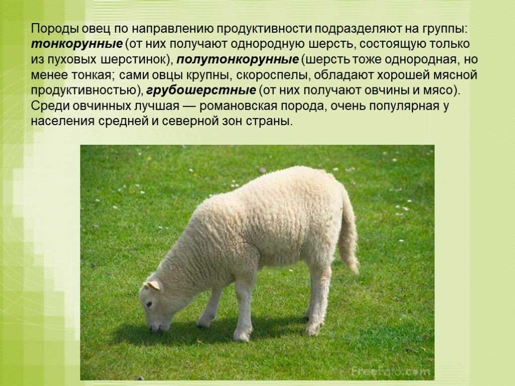 Домашняя коза - описание и фото козы, видео о разведении коз