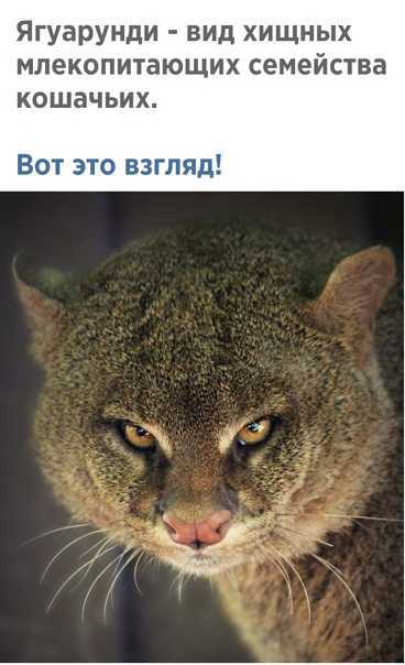 Ягуарунди - удивительный мир животных