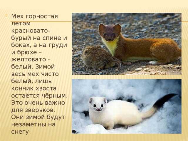 Горностай животное. описание, особенности и среда обитания горностая | животный мир